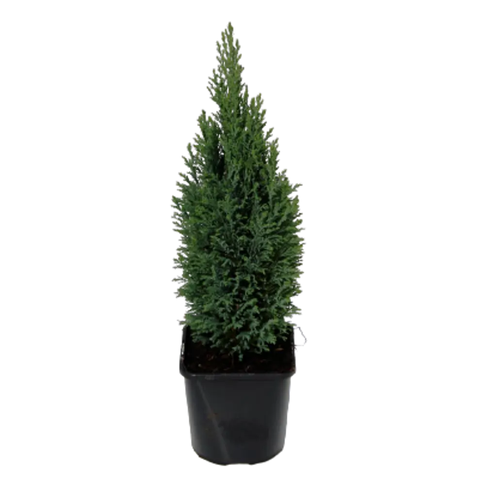Кипарисовик Лавсона Элвуди ø9 h15 см PLANTMARKET STLM-2134699