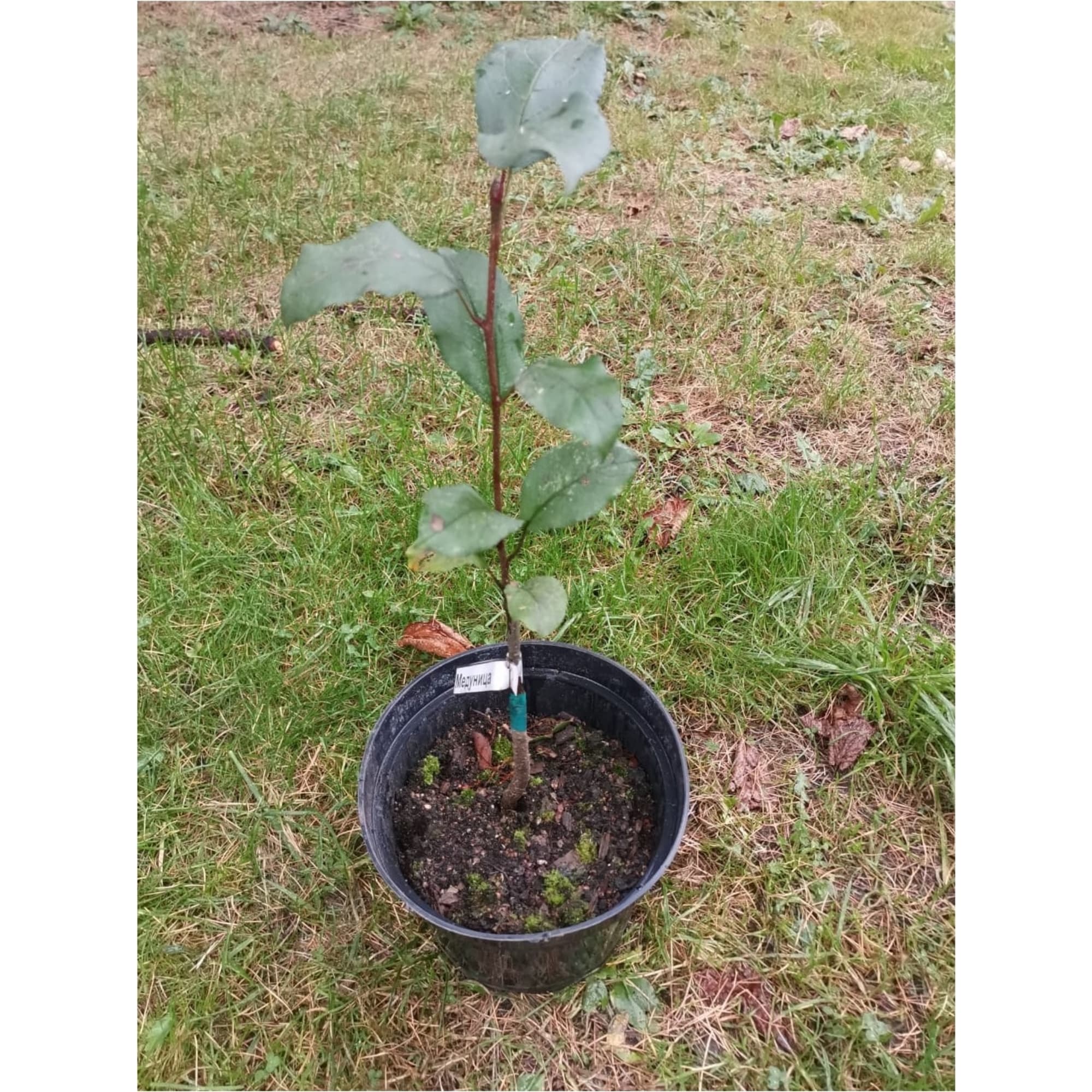 83851305 Яблоня в ассортименте 1-2 года ø19 h65 см Santreyd 