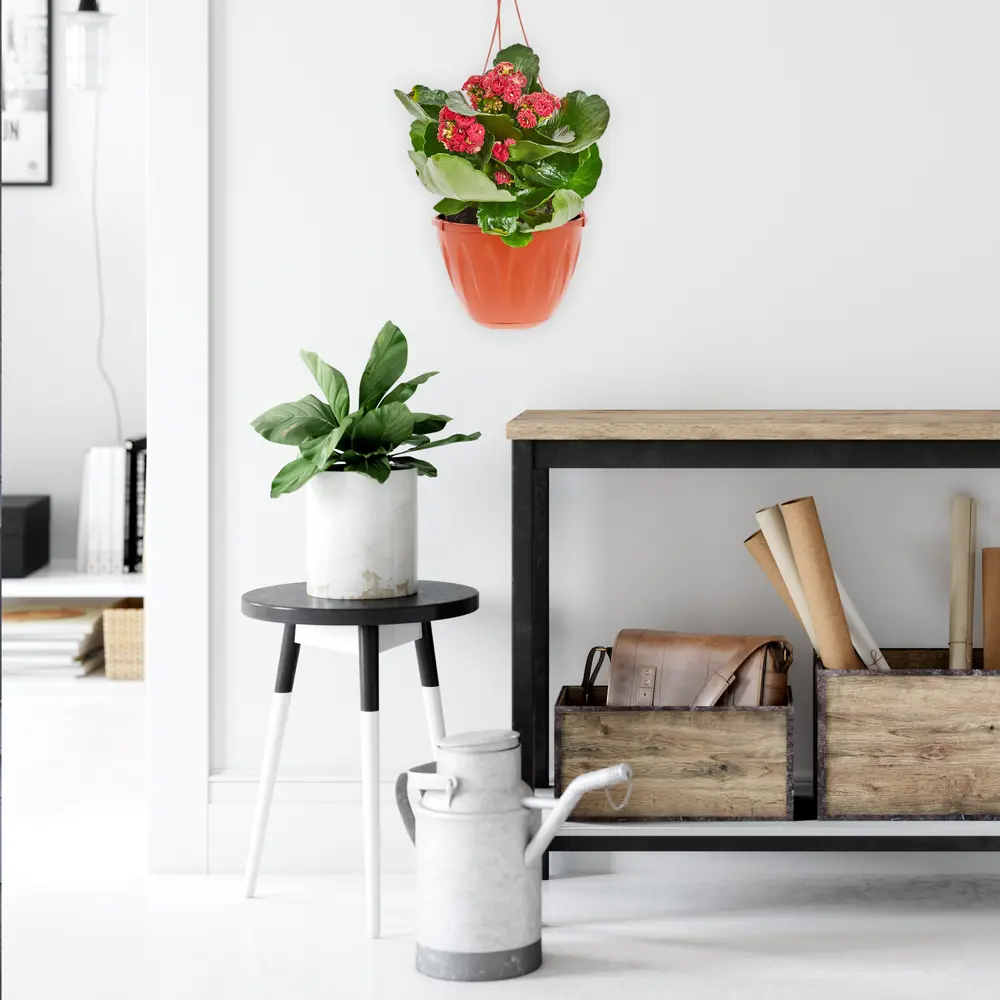 Santreyd Каланхоэ Каландива Ле Шик - цветущий суккулент с лечебными свойствами 82579805 STLM-0030533 - Вид №4