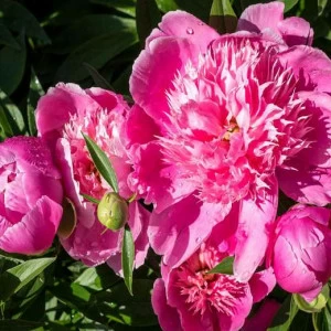 WP00259 Фотообои Verol Фотообои decoline 1х1 м