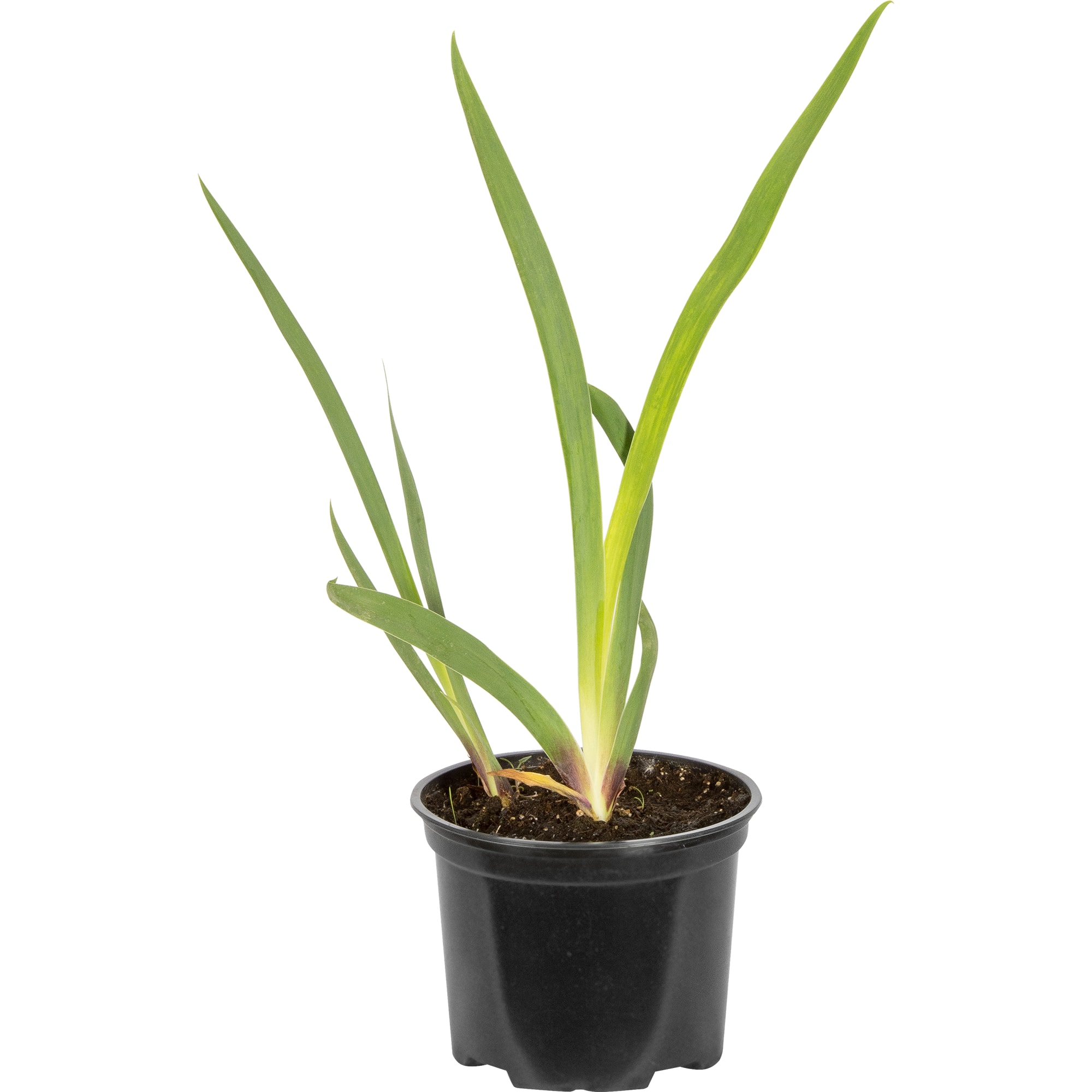 82219552 Ирис бородатый «Блэк Дрэгон» 2 л h20 см Santreyd 