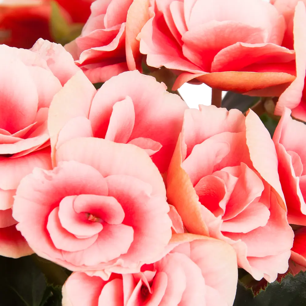 Бегония Премиум Santreyd с крупными розовыми цветами в декоративном горшке 18438861 STLM-1352331 - Вид №2