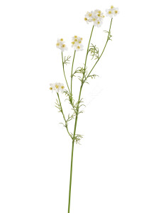 30.0617212WH Ранункулюс Полевой белый Цветочная коллекция