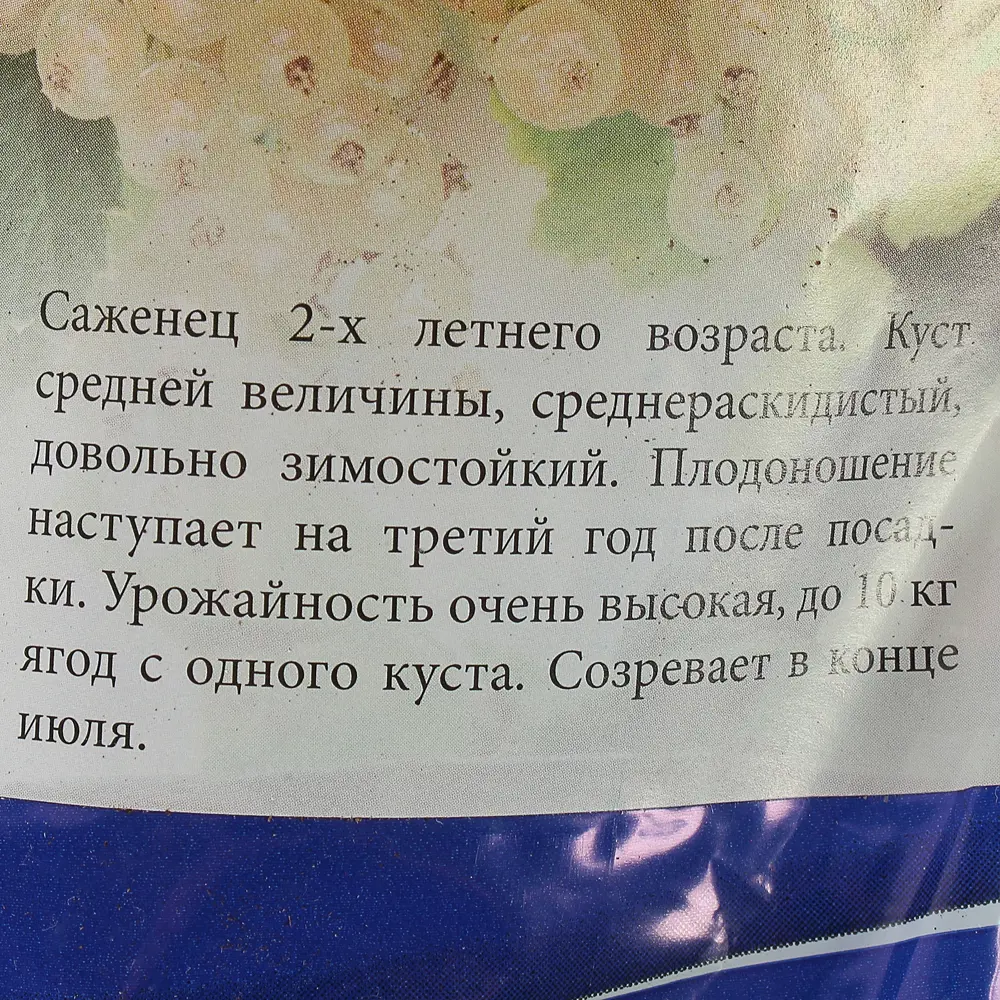 Смородина белая Версальская (тб 9*9) 15622435 STLM-2009164 Santreyd  - Вид №2