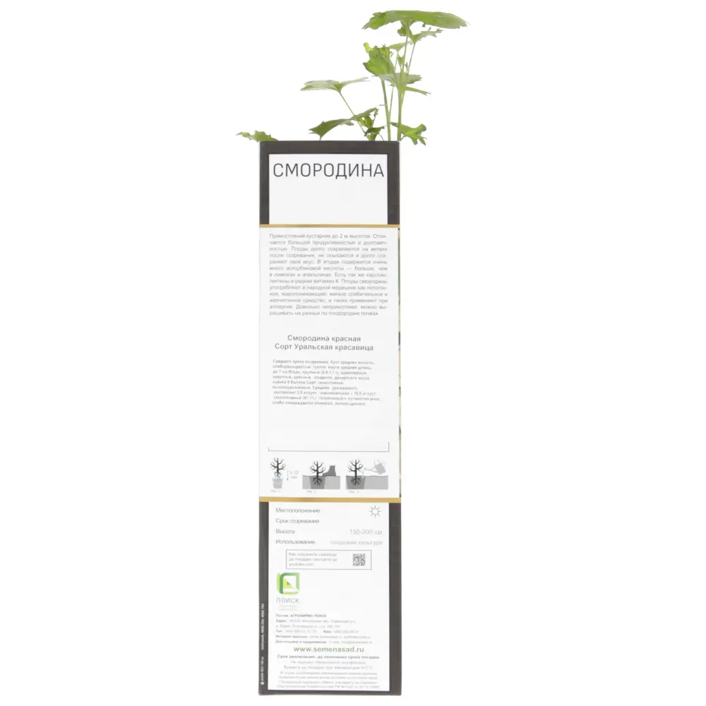 Смородина красная «Уральская Красавица» 81951329 STLM-2203312 Santreyd  - Вид №1