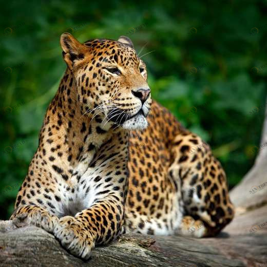 WP00934 Фотообои Verol Фотообои decoline 1х1 м