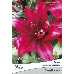 ПОИСК Лилия азиатская махровая Блад Бразерз - розовые ароматные цветы для сада 88659181