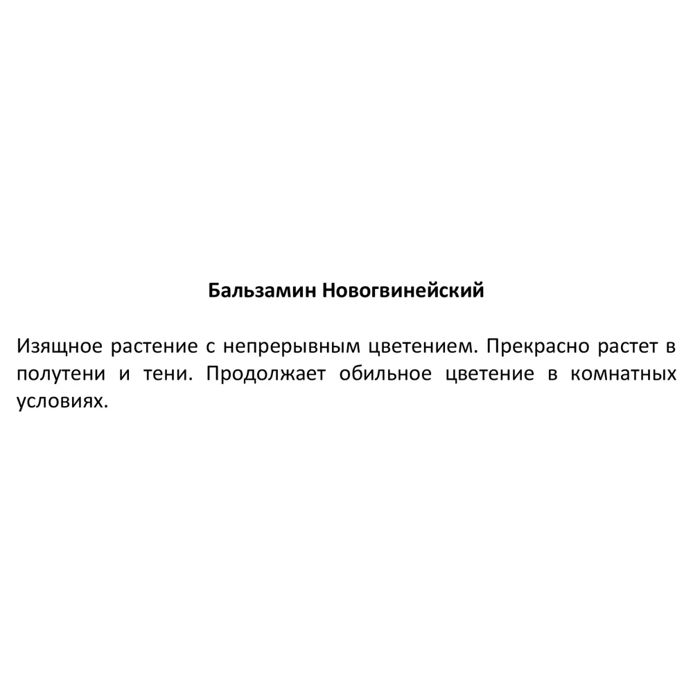 Бальзамин Новогвинейский 13x17 см 83597493 STLM-2025841 Santreyd  - Вид №2