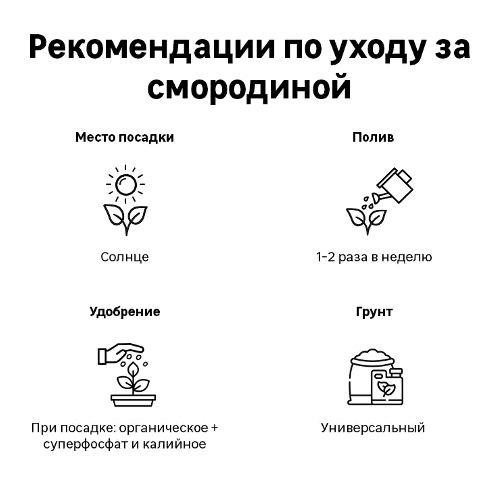 Смородина чёрная Экзотика h37 см 83791408 STLM-2034681 Santreyd  - Вид №1