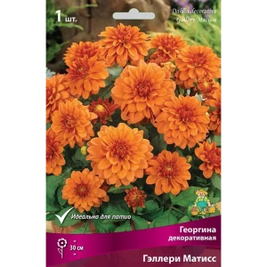 83593770 Георгина декоративная Гэллери Матисс луковица I STLM-0963873