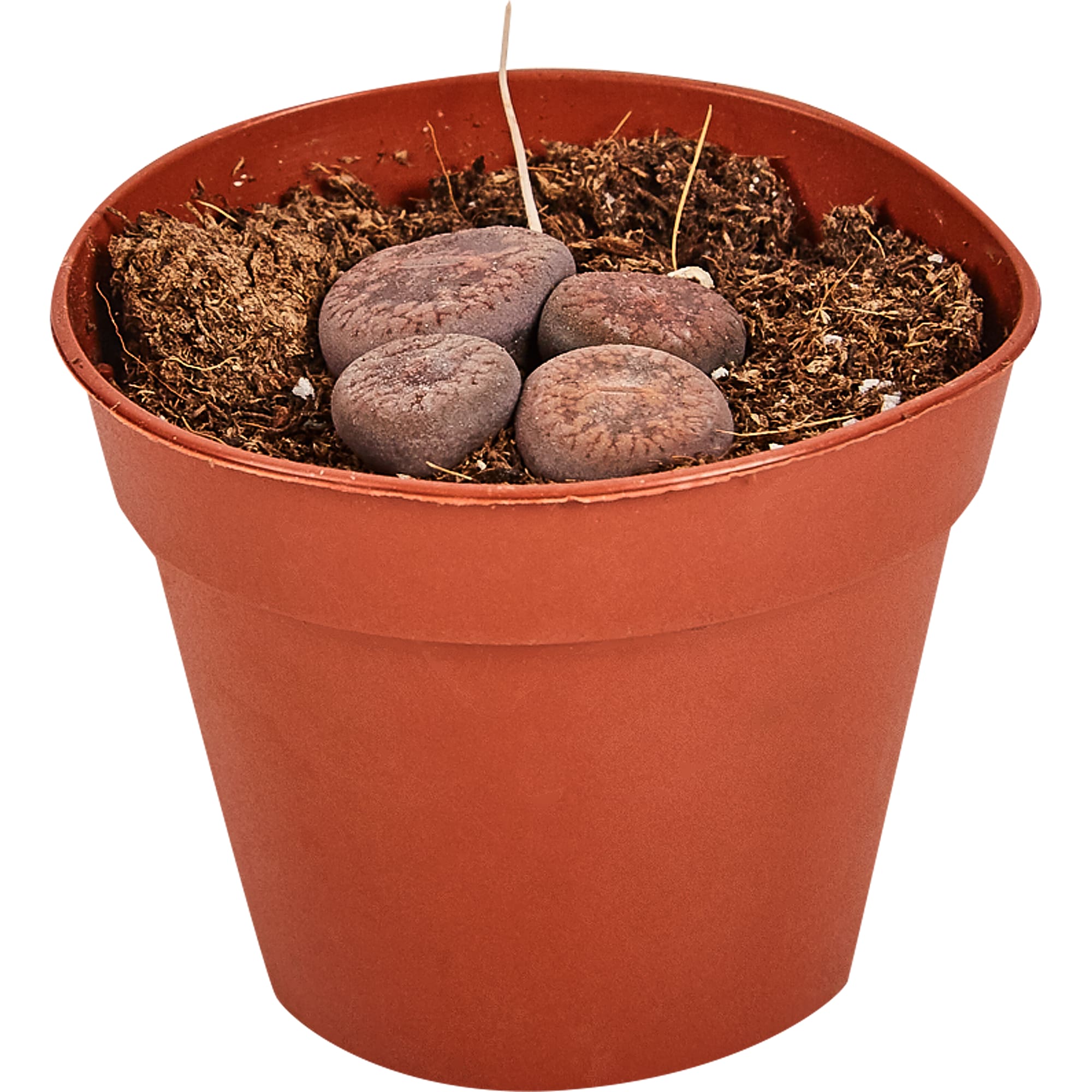 82877380 Литопс Плейоспилос Нелли 5.5x8 см Santreyd 