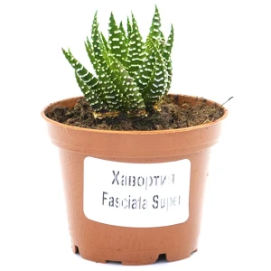 Хавортия Микс - суккулент в горшке ø5.5 см 89437868