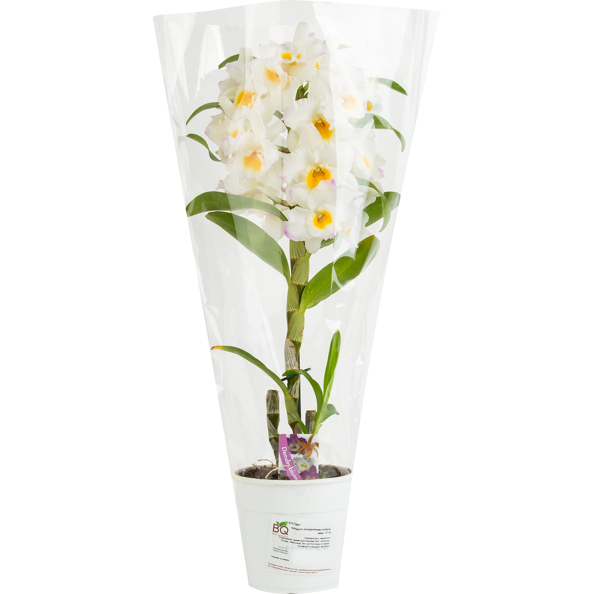 82579667 Орхидея Дендробиум Нобиле ø12 h50 см Santreyd  - Вид №3