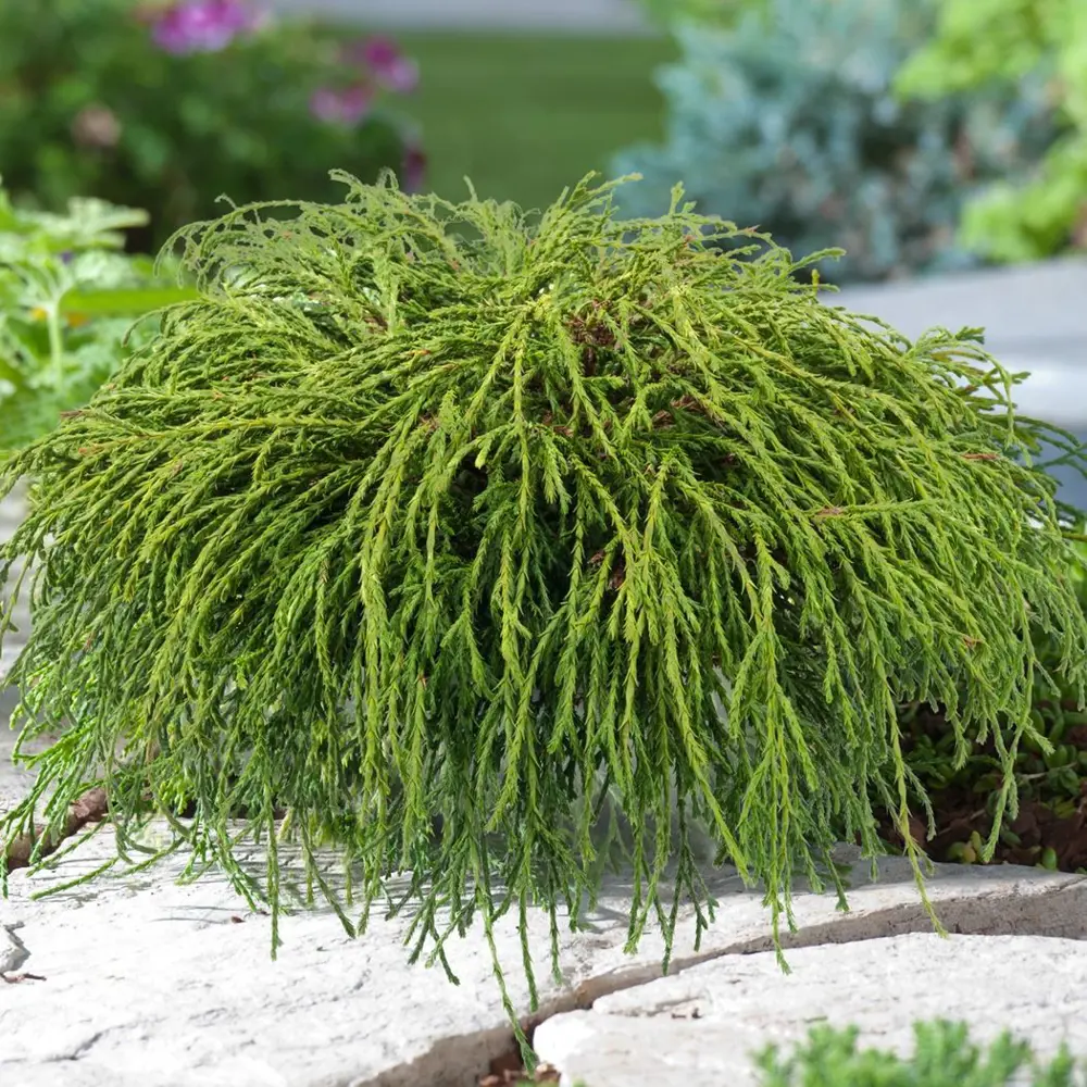 Santreyd Кипарис Филифера Нана - карликовый хвойник с нитевидными побегами 89363783 STLM-1467055