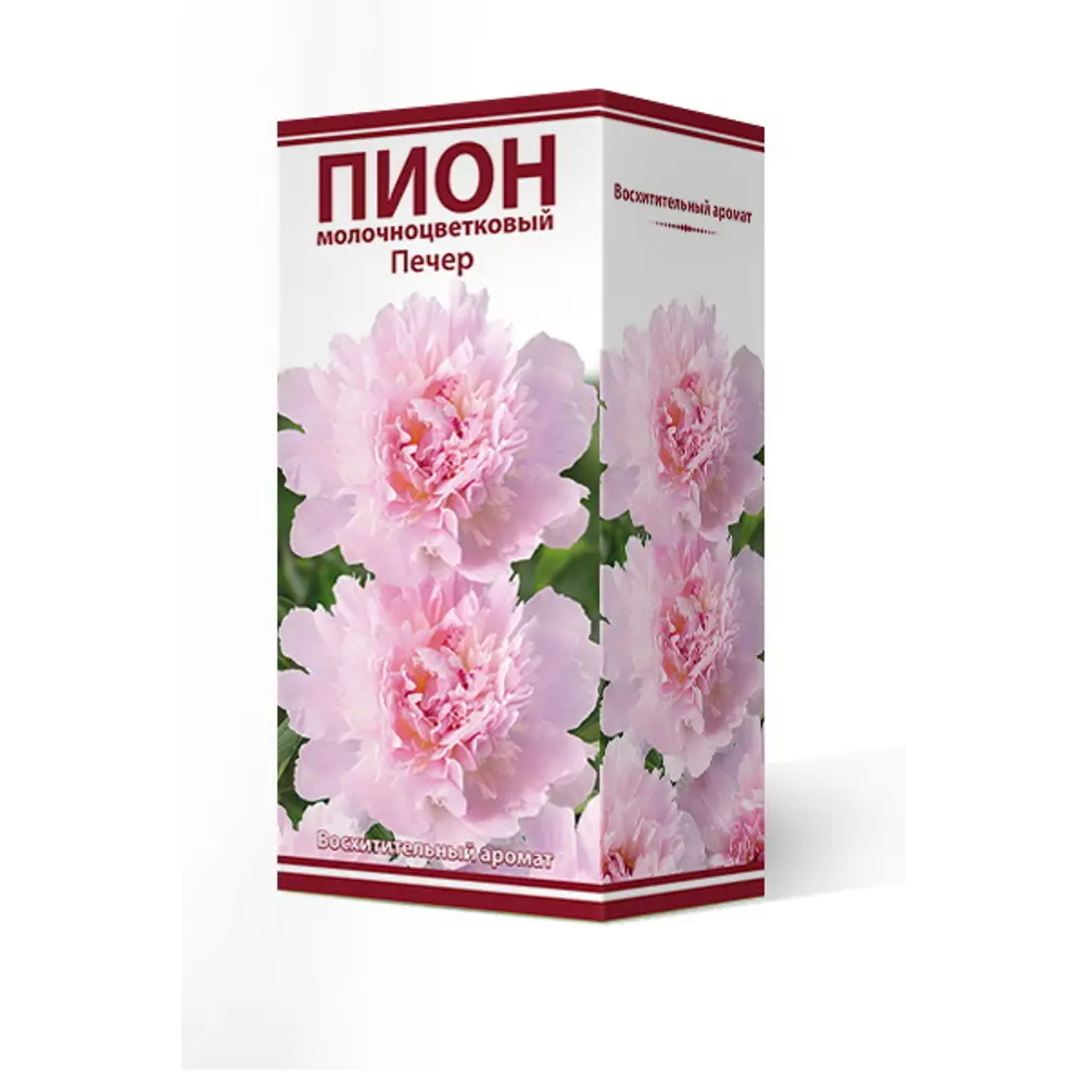 Пион молочноцветковый травянистый Печер 2/3 89381546 STLM-2099666 ПОИСК 