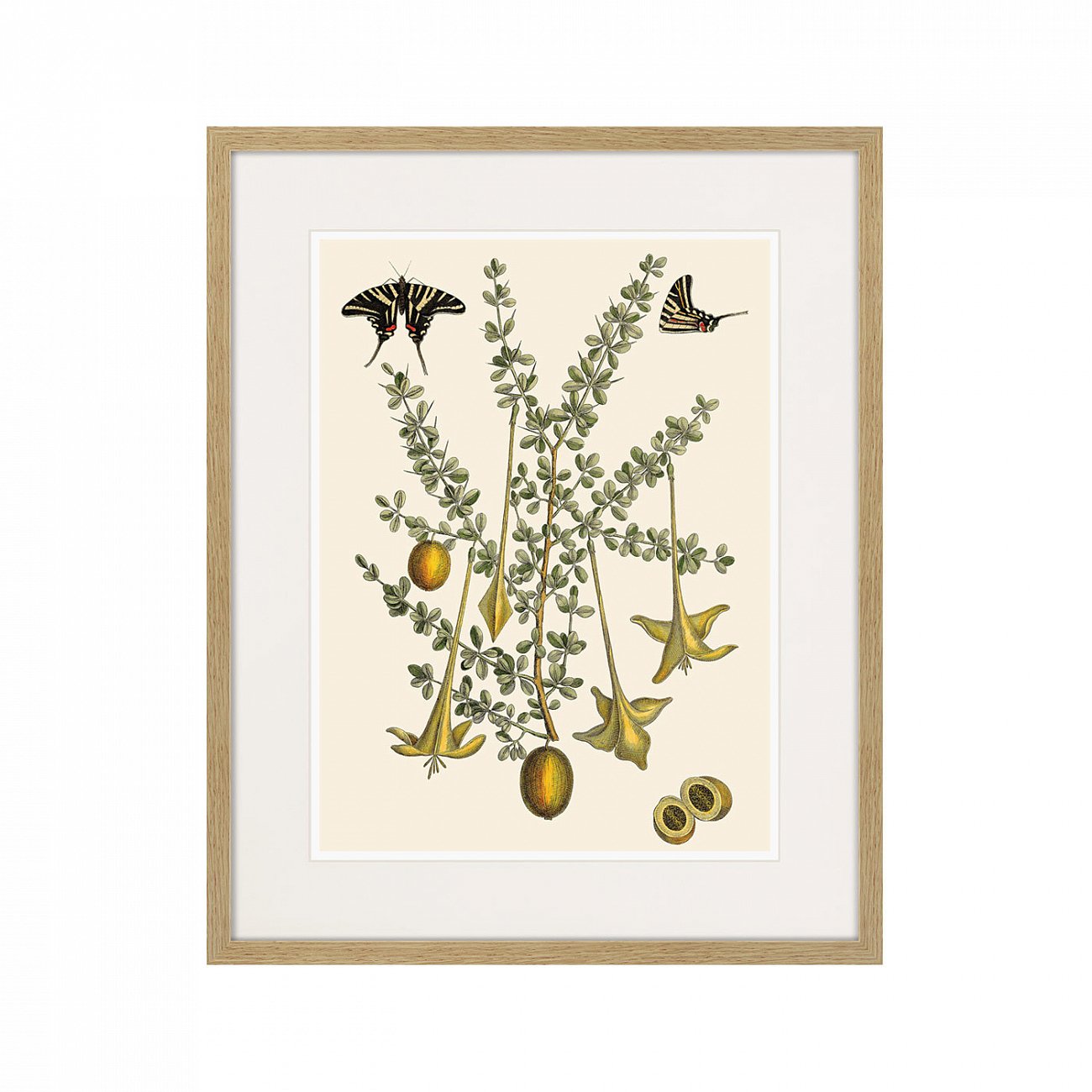 Картина: Juicy fruit lithography №1, 1870г. КАРТИНЫ В КВАРТИРУ  264440 Разноцветный  - Вид №1