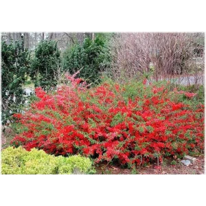 Айва Японская ø19 h30 см