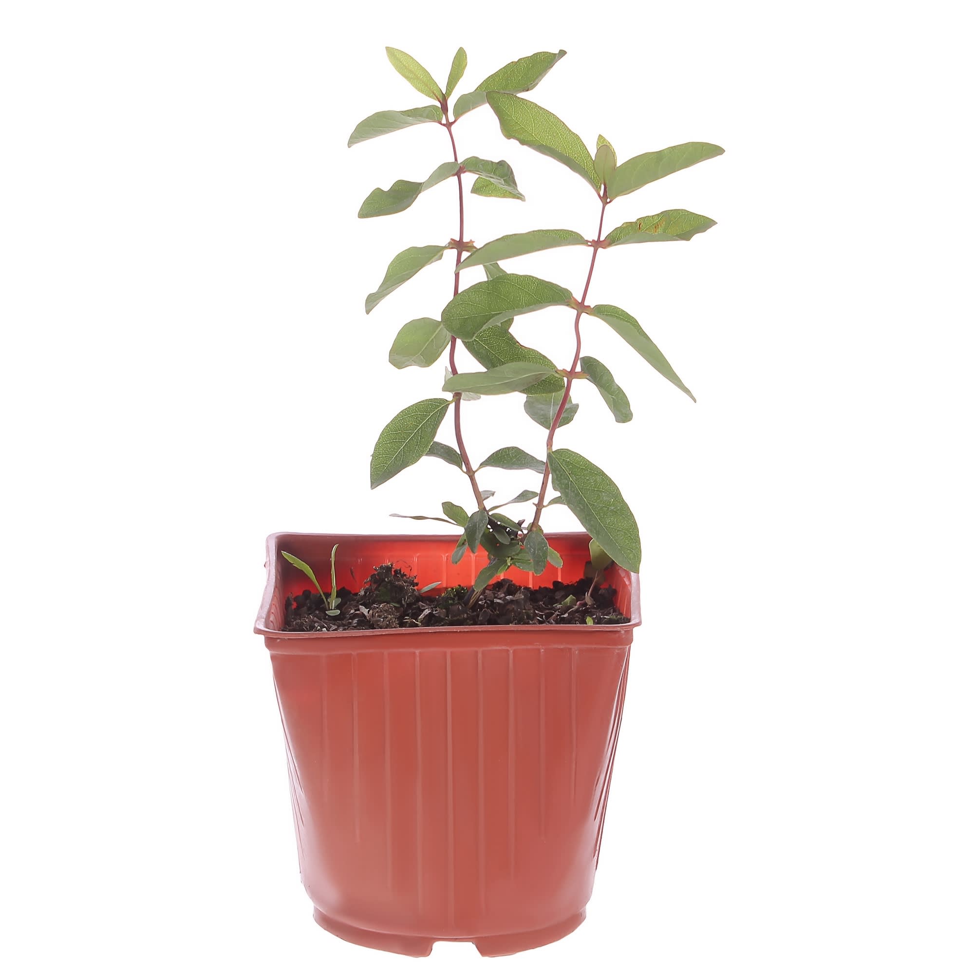 81954921 Жимолость плодовая С3 «Голубое веретено» h50 Santreyd 