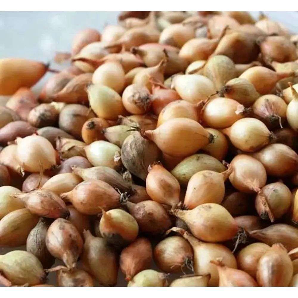 Лук-севок Стурон 0.5 кг Santreyd STLM-2085314 - Вид №1