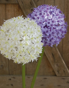 3527 227 a3 Искусственный лук, 80 см, светло-фиолетовый-темно-фиолетовый H-andreas