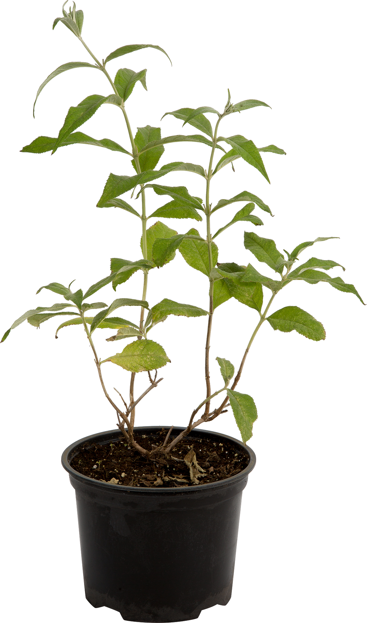 Буддлея Давида Santreyd - ароматный кустарник для сада с голубыми цветами 82219505