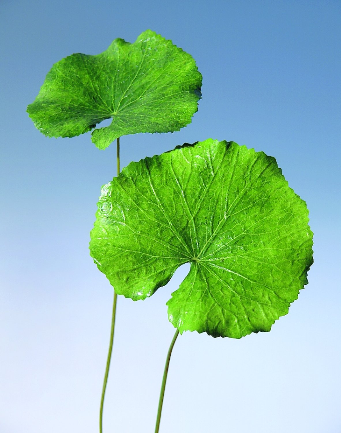 6472 883 a1 Пластиковый лист герани, 40 см, зеленый H-andreas  - Вид №1