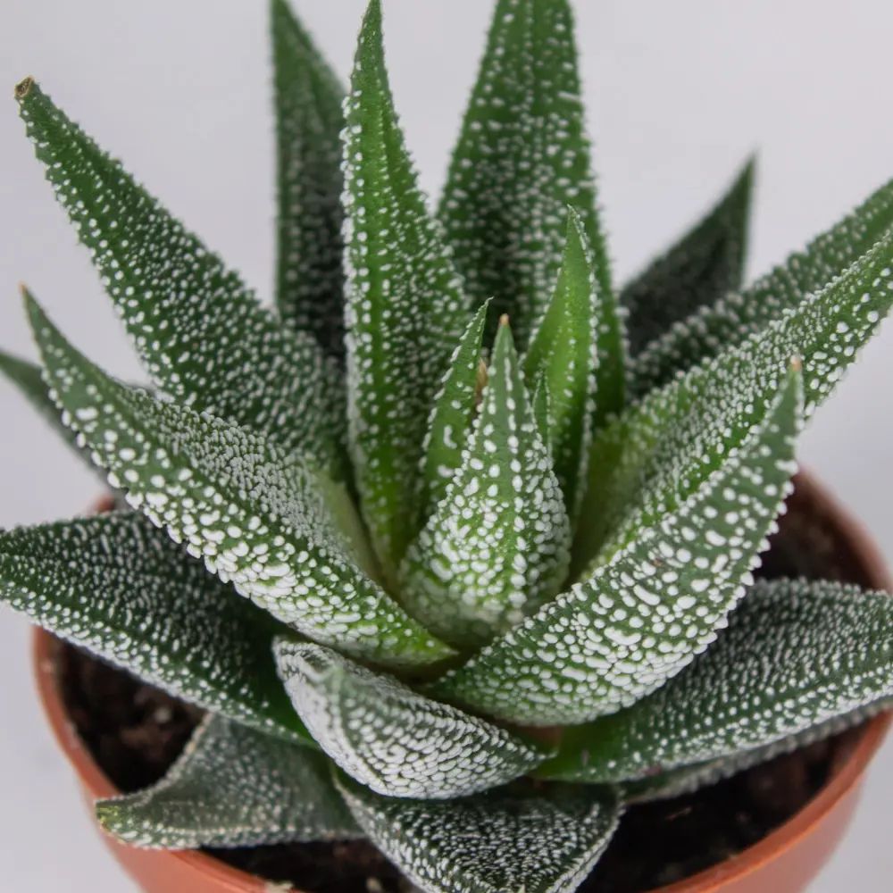 Santreyd Хаворция микс — суккулент для современного интерьера 85325019 STLM-0061569 - Вид №4