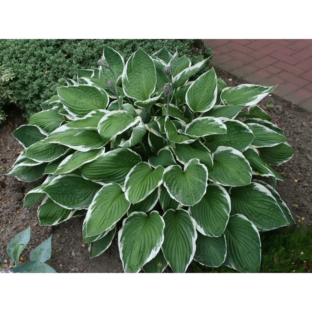 Хоста Моерхейм ø15 h20 см 89465493 STLM-2145662 PLANTMARKET 