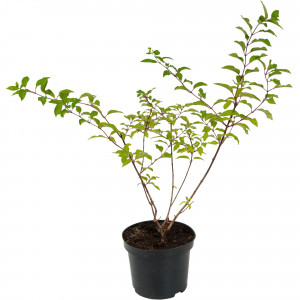 82365315 Гортензия метельчатая «Жемчужина фестиваля» C3