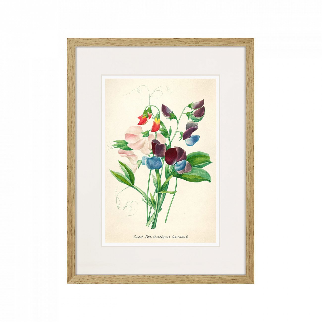 Картина в раме 32х42 см Botany illustration №4, 1836г. КАРТИНЫ В КВАРТИРУ  264492 Зеленый;красный;разноцветный  - Вид №1
