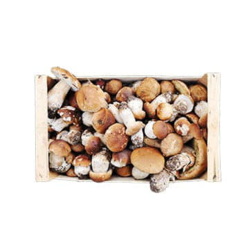 Грибы белые в ящике ~5 кг Santreyd 22975