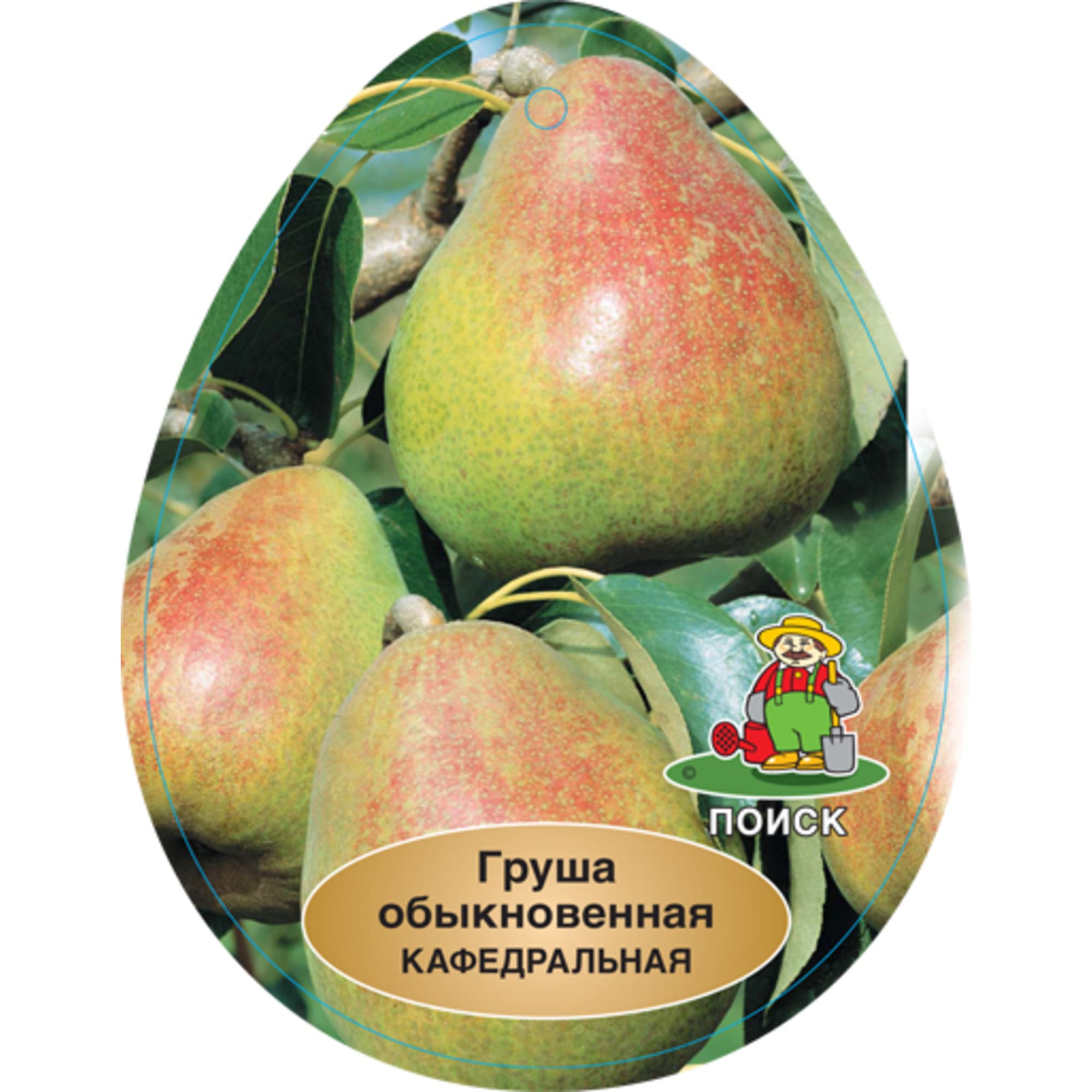 83788002 Груша Кафедральная h220 см Santreyd  - Вид №1