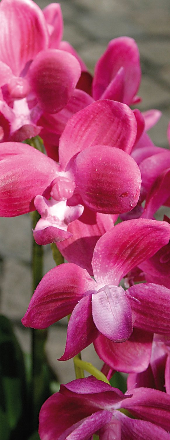 2609 420 a3 Пластиковая орхидея Phalaenopsis, 3-х кратная, в миске, 38 см, real touch, вишня H-andreas  - Вид №4