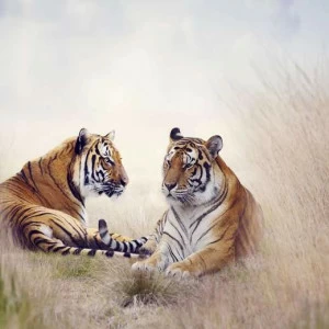 WP00871 Фотообои Verol Фотообои decoline 1х1 м