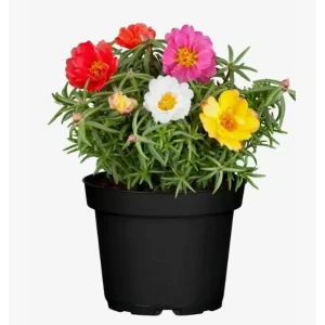 Портулак микс ø9 h10 см