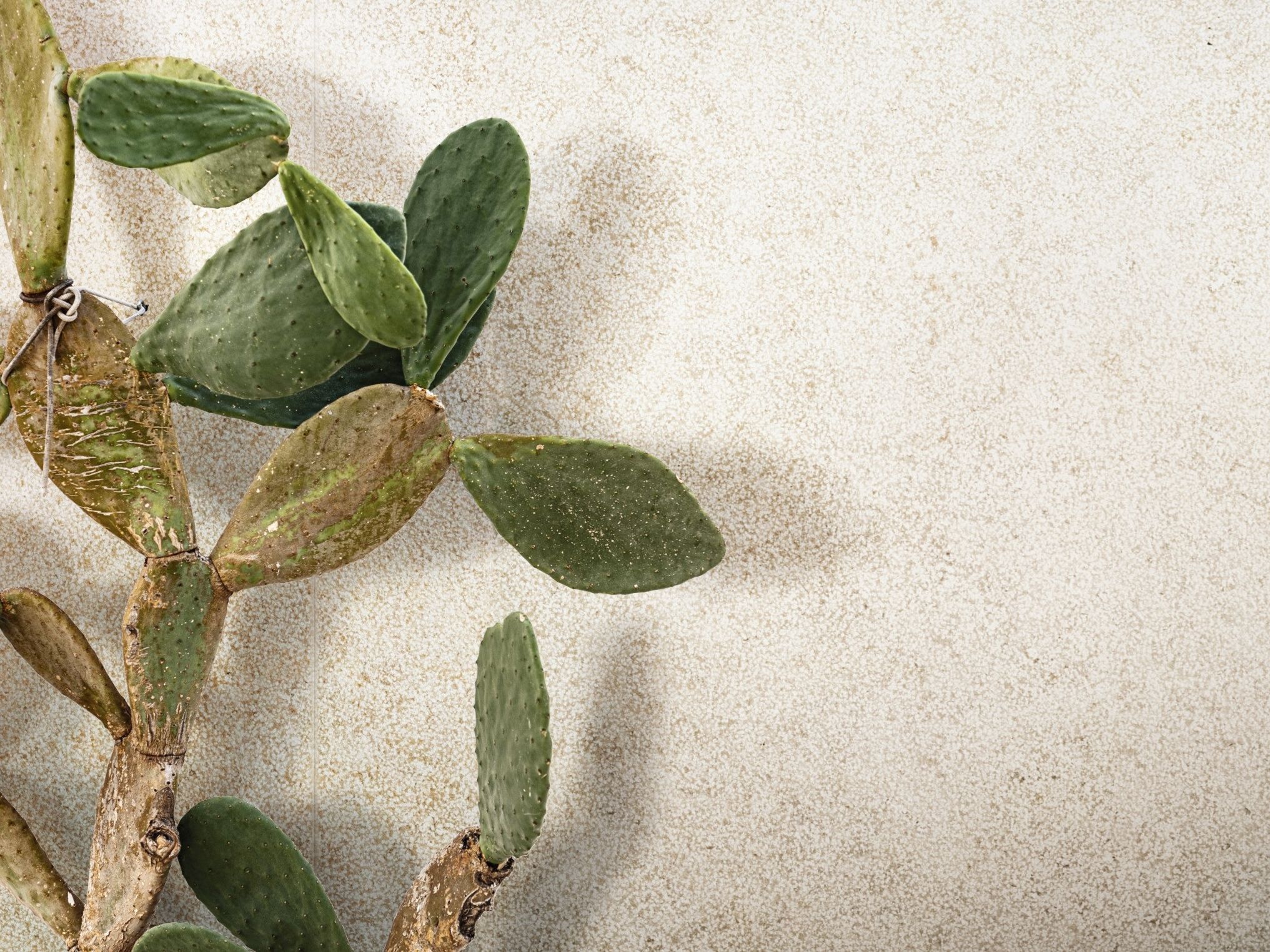 Пол / облицовка керамогранита для внутреннего и наружного применения с эффектом цемента Florim Ceramiche SENSI ARCH-00151192 - Вид №2