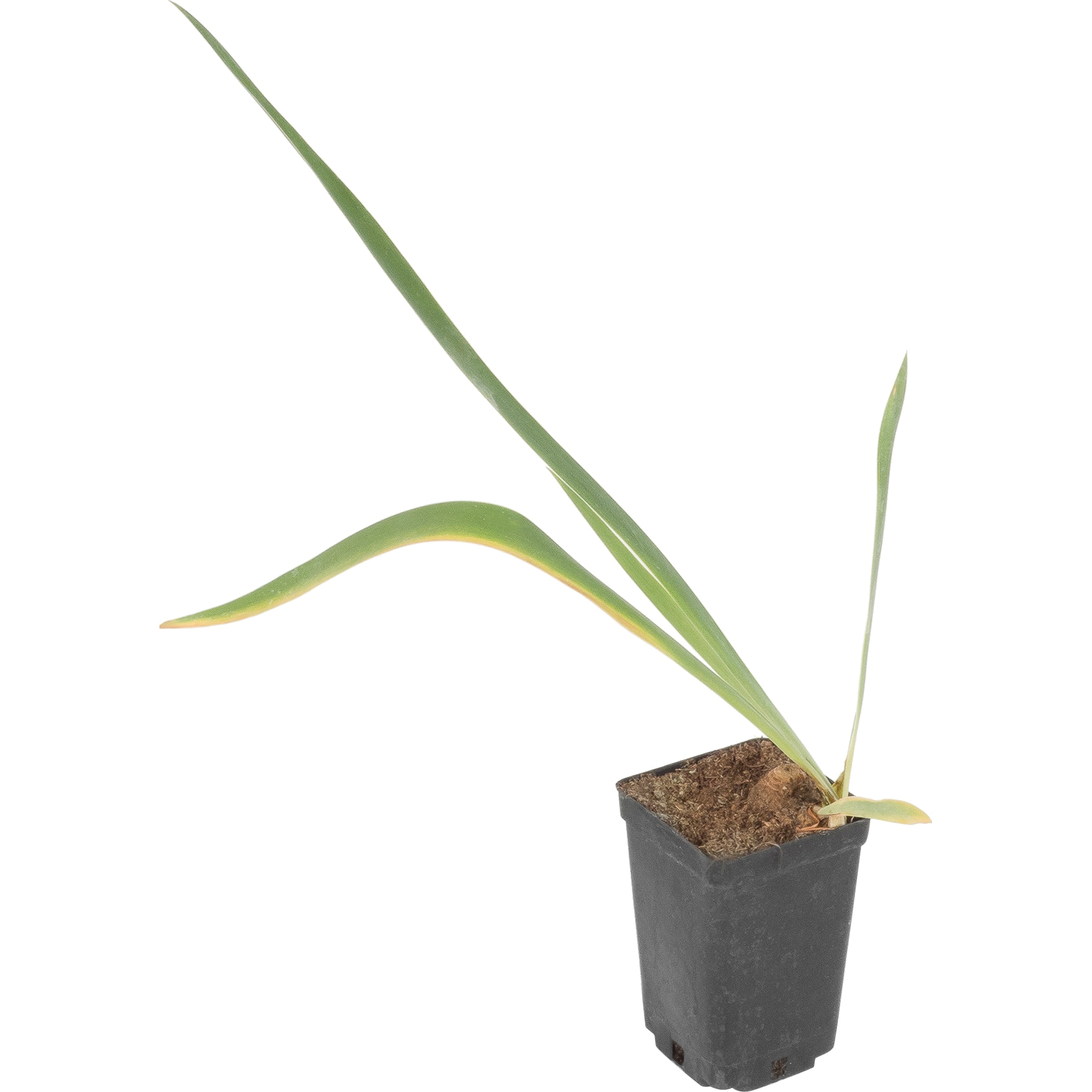 81954811 Ирис германский С1 «Блу» Santreyd 