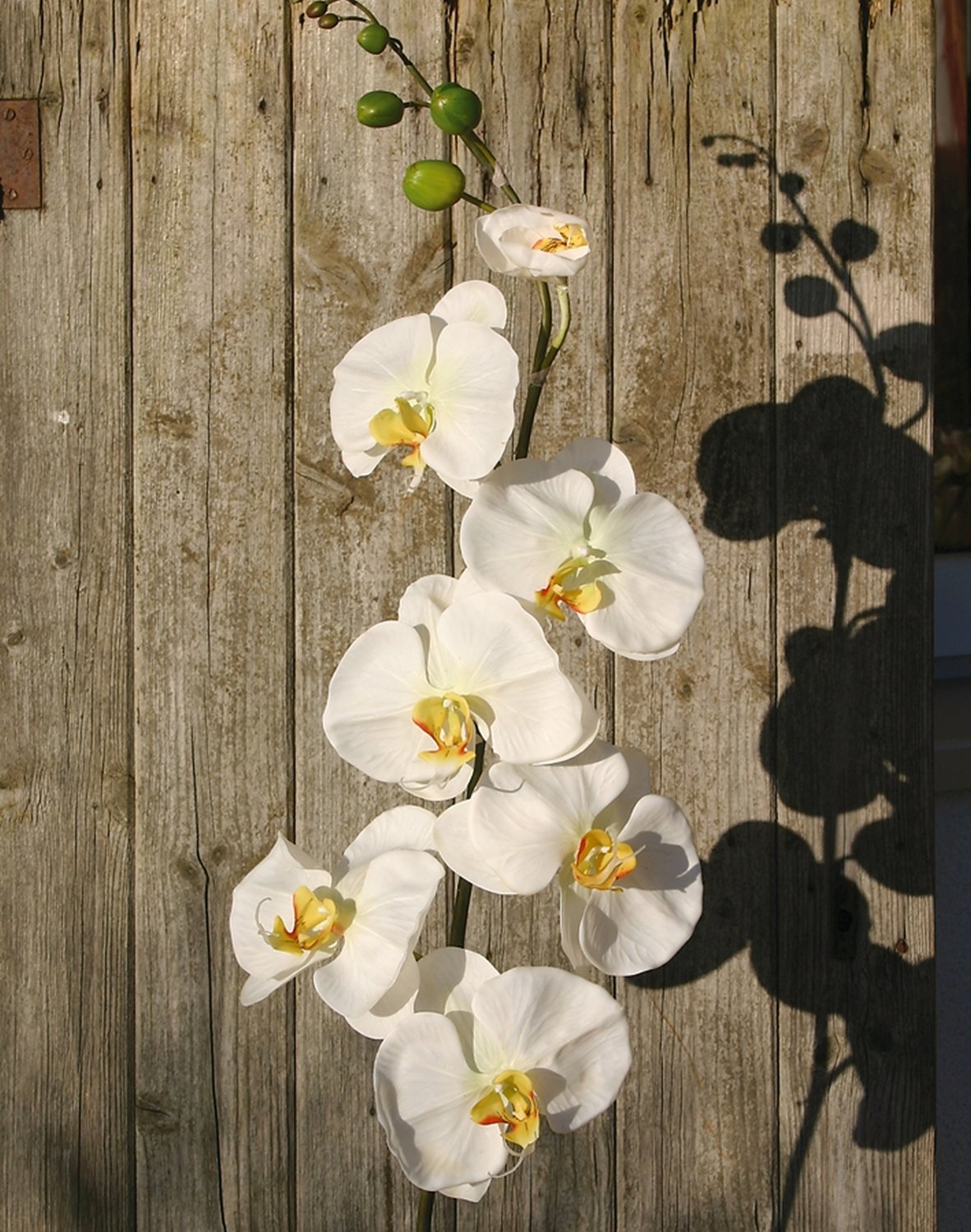 2694 778 a3 Пластиковая орхидея Phalaenopsis gigantea, 140 см, real touch, бежево-белая H-andreas  - Вид №2