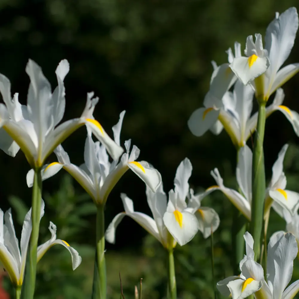 Ирис Geolia «White Excelsior», 6х7 см STLM-2118579