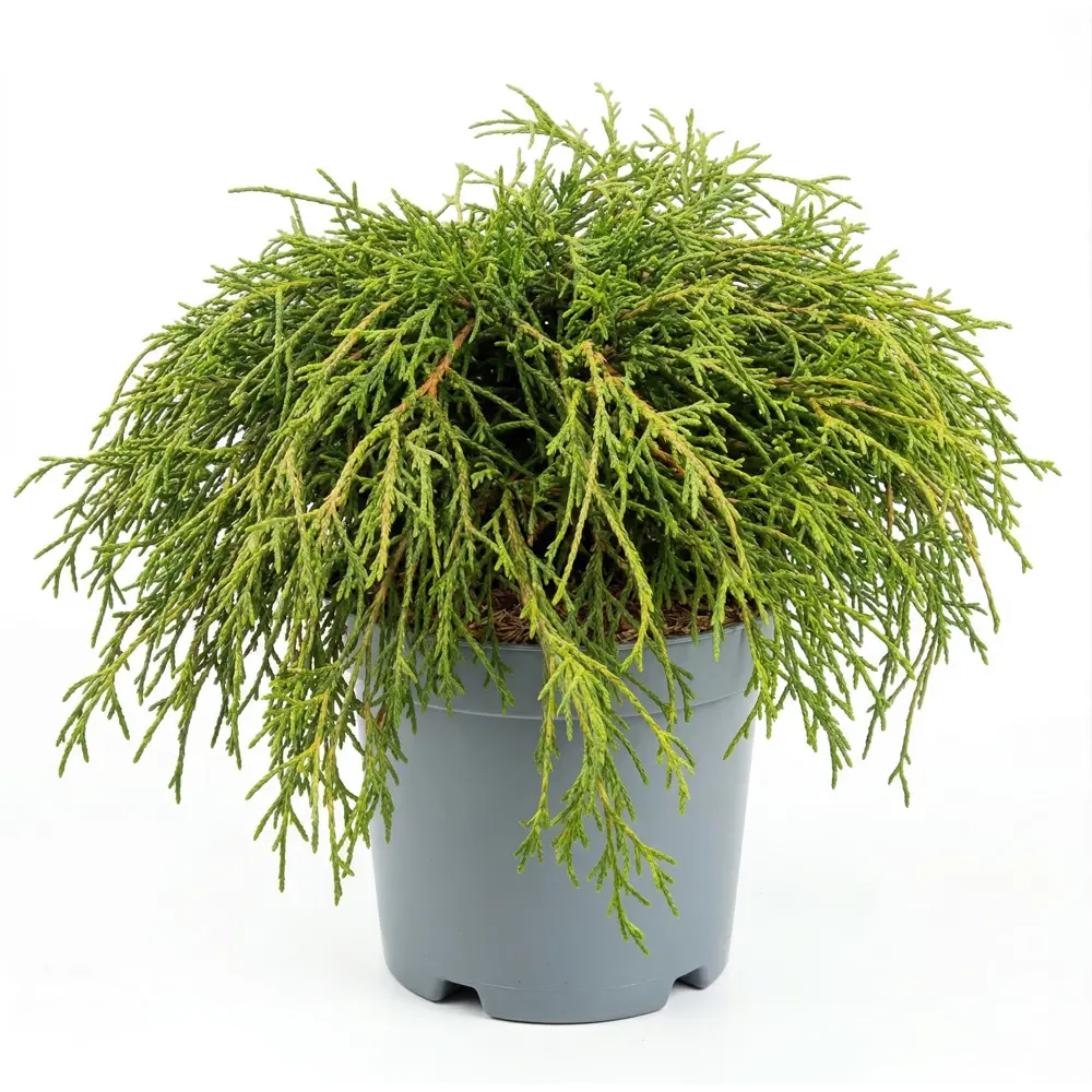 Кипарисовик горохоплодный Нана ø23 h25 см Santreyd STLM-2170313