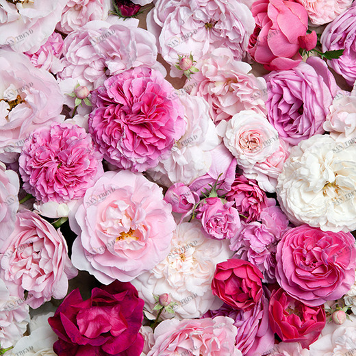 B1-087 Фотообои DIVINO Collection B 2.7х2 м B1087