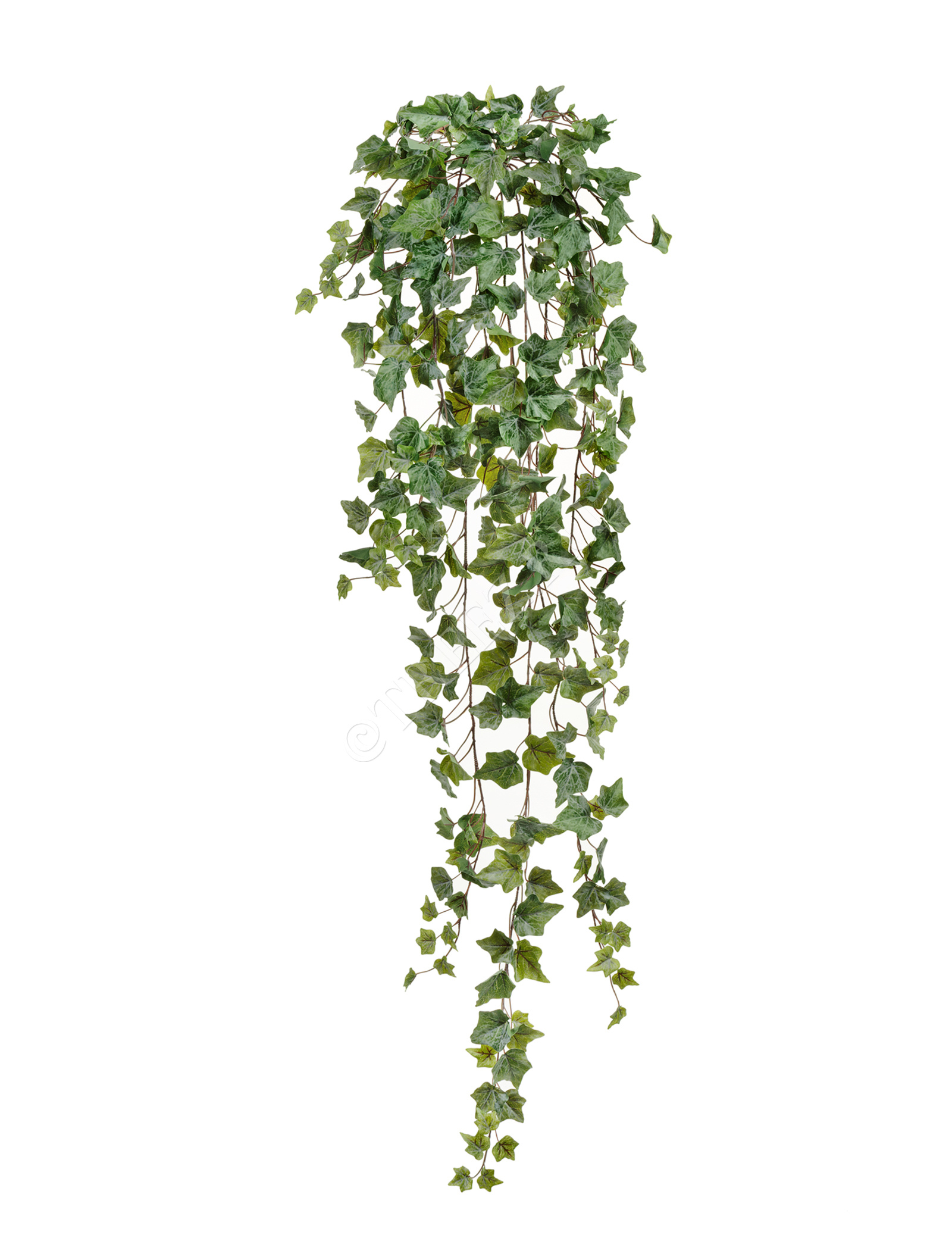 20.05170261GG-S Английский плющ Олд Тэмпл припылённо-зелёный Цветочная коллекция  - Вид №2