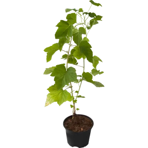 82585442 Смородина чёрная «Зуша» 17x30 см STLM-0950706