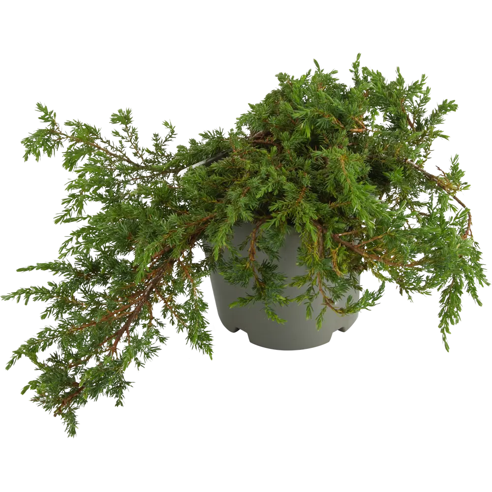 Можжевельник обыкновенный «Грин Карпет» С2, 15-20 см PLANTMARKET STLM-2008597 - Вид №1