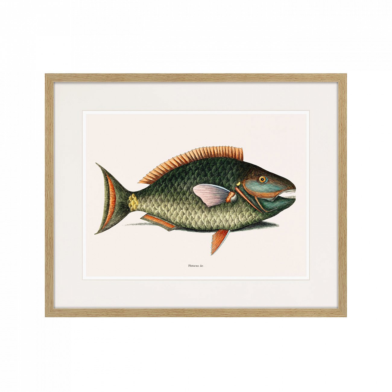 Картина в раме 52х42 см Marine life №5, 1725г. КАРТИНЫ В КВАРТИРУ  264306 Коричневый;серый;разноцветный  - Вид №1