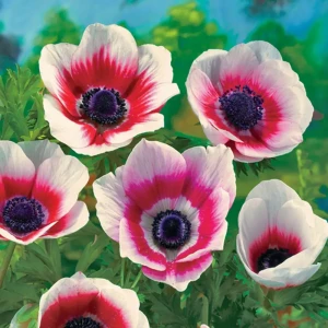 Анемона Geolia «Bicolor»