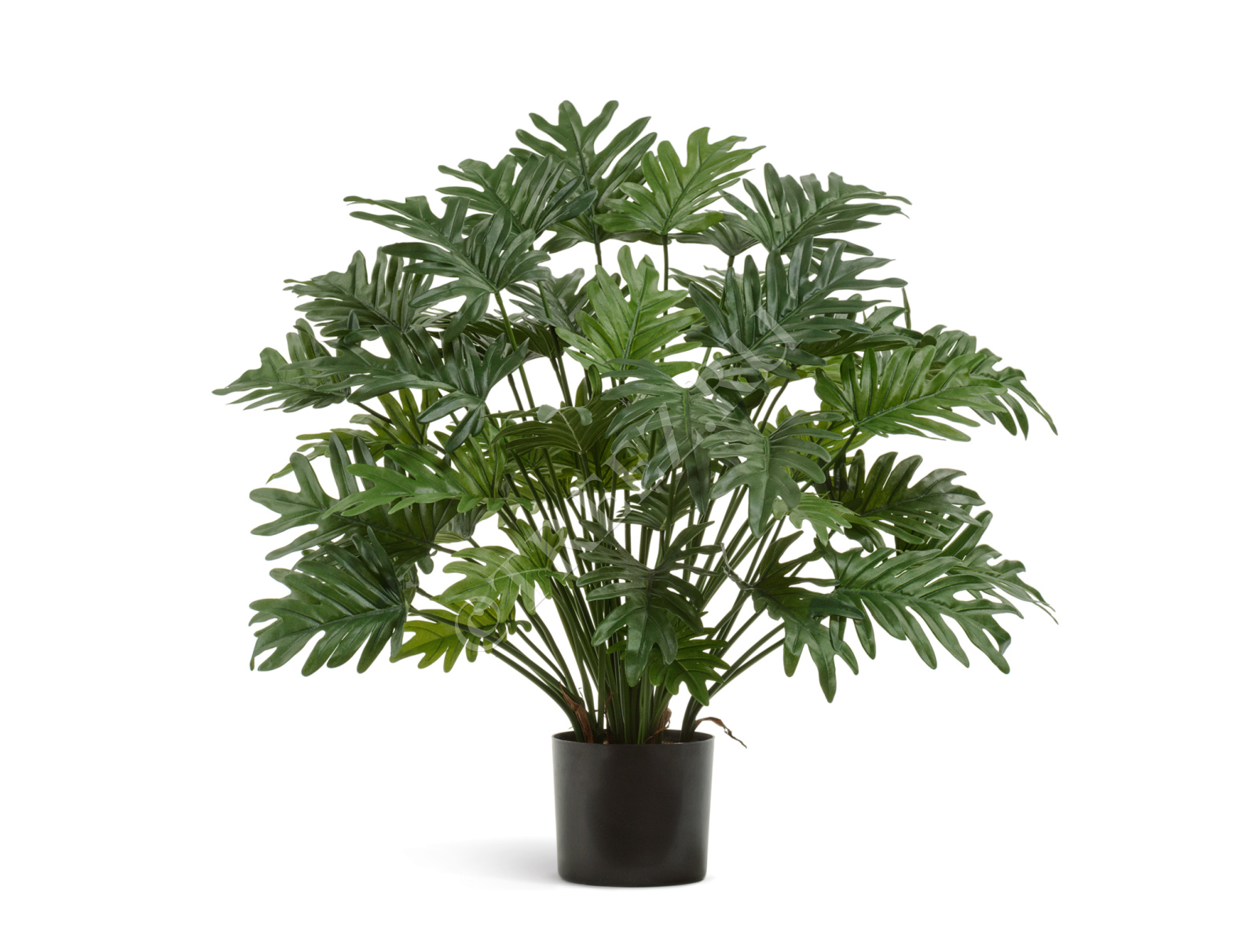 10.51102N Филодендрон Ксанаду куст Цветочная коллекция 