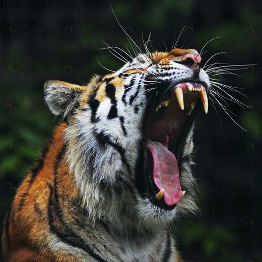 WP00881 Фотообои Verol Фотообои decoline 1х1 м