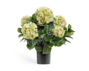 20.6252GR/CR Гортензия куст большой кремово-зелёный в горшке Цветочная коллекция