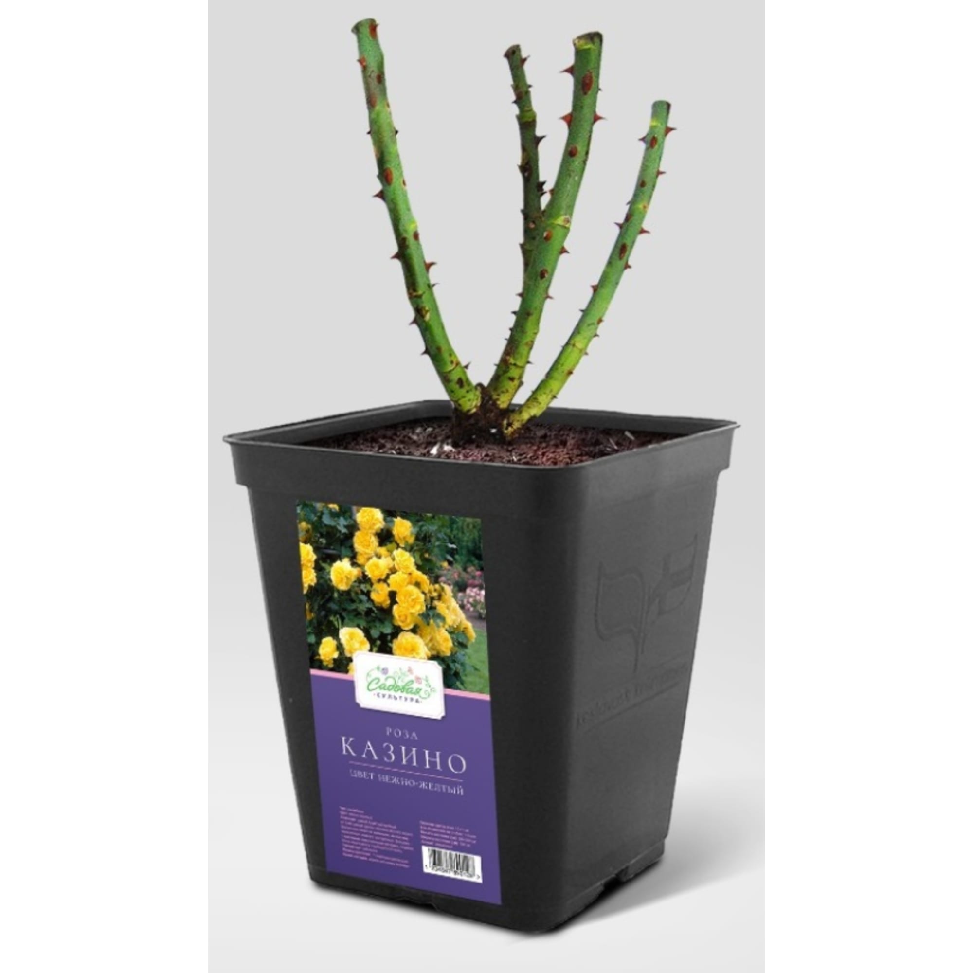 89798264 Роза садовая микс ø15 h20 - 40 см Santreyd 